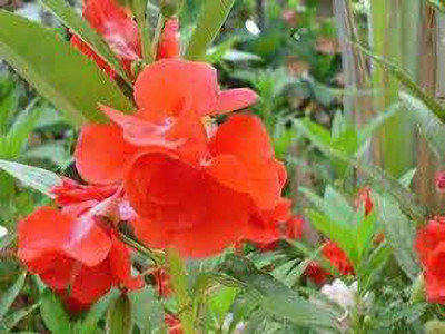 KANAYA Balsam Seed(40 per packet)