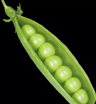 Quentova Peas Seeds (Matar) (मटर के बीज)-HQL-22S Seed(50 per packet)