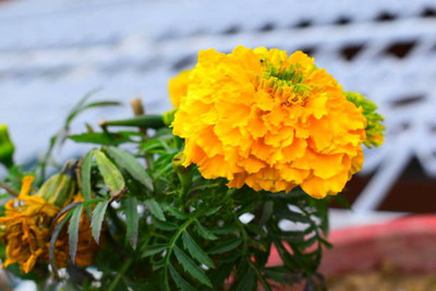 THAMMAR marigold/gende ka phool flower seeds Seed(75 per packet)