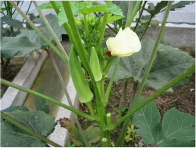 ibains Okra seeds Seed(132 per packet)