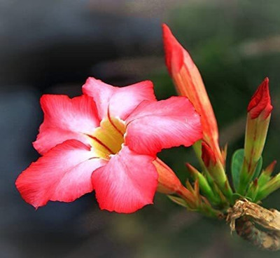 Qualtivate Desert Rose Seed(100 per packet)