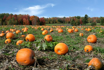 KNESSiN Abundant Yield Fairytale Pumpkin Seeds For Kitchen Gardening (120 Seeds) Seed(120 per packet)