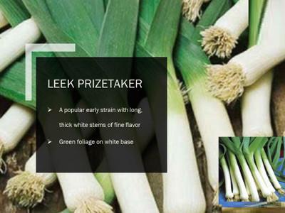 CYBEXIS LEEK PRIZETAKER SEEDS(2000 Seeds) Seed(2000 per packet)