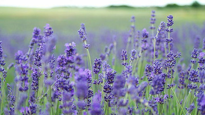 XOLDA Lavender Seed(27 per packet)