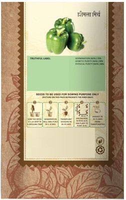 CYBEXIS LX-98 - Capsicum Green ANDHRA-115 - (1350 Seeds) Seed(1350 per packet)