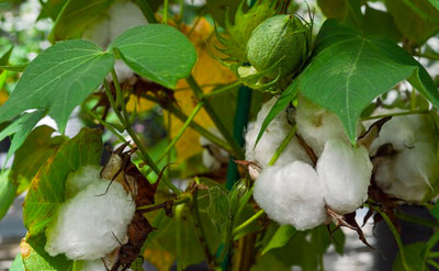 Pbevergreen kapas cotton seeds kabaddi/kapas cotton seeds 32 Seed(32 per packet)
