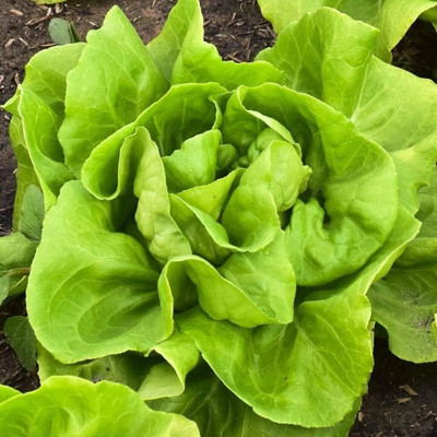 Qualtivate XXX-7A Buttercrunch Butterhead Lettuce Seeds Seed(300 per packet)