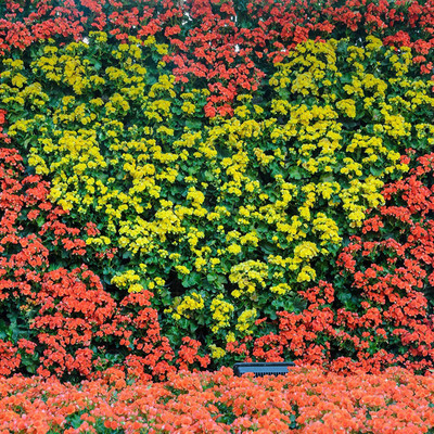 CYBEXIS LXI-56 - Orange Begonia - (30 Seeds) Seed(30 per packet)