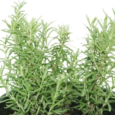 Quentova Rosemary - Salvia Rosmarinus - Shrub Plant-VNT-3A Seed(75 per packet)