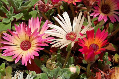 Aywal ICE Plant Mixed Color Hybrid Flower Seed(100 per packet)