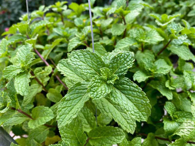 FOURGANIC PepperMint Herb Seed(100 per packet)