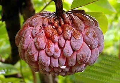 Aro Custard Apple, sitafal, sitaphal Seed(25 per packet)