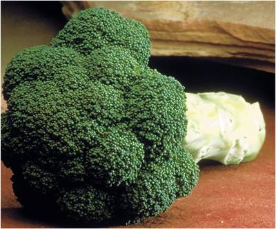 WILLVINE MAH -X Broccoli Seeds - Marathon Seeds [10g] Seed(3000 per packet)