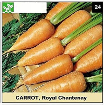CYBEXIS CARROT Seed(1000 per packet)