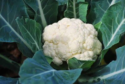 Greenfall Hybrid Phoolgobi F1 Seed(40 per packet)