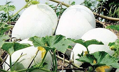 Aywal Indian Mithai Petha Hybrid Seed(7 per packet)