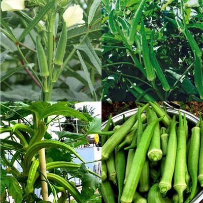 ibains Seeds of lady finger 45 Seed(45 per packet)