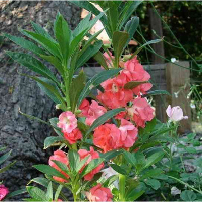 Aywal Balsam Double Mixed Flower Seed(10 per packet)