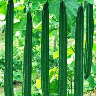 AMAJIT Ridge Gourd /Jinge Seed (20) Seed(20 per packet)