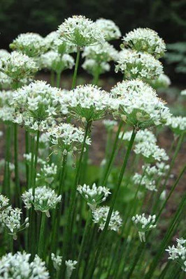 VibeX LX-98 - Chinese Chives - (750 Seeds) Seed(750 per packet)