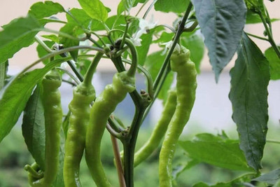 LIFELEX Hot and Spicy Red,Green Chili Pepper Seed(85 per packet)