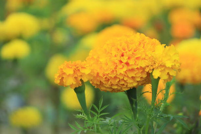 Forestree marigold/gende ka phool flower seeds Seed(50 per packet)