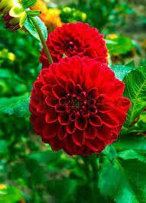 kranti farms dahila Seed(30 per packet)