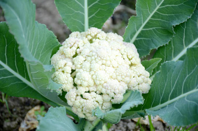 TIMOSHA white cauliflower,gobhee seeds Seed(40 per packet)