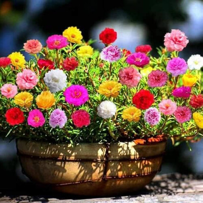 ibains Moss rose plant seeds Seed(28 per packet)
