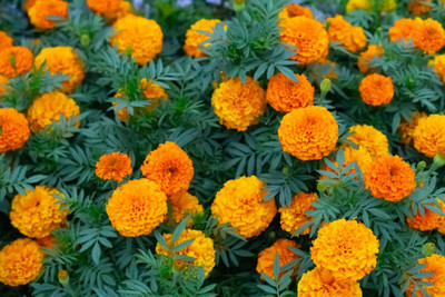 LASMA marigold,gende ka phool seeds Seed(20 per packet)