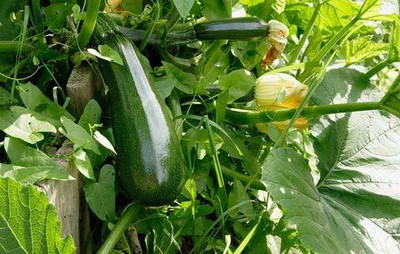 VibeX ® VLR-609 Summer squash - Chappan Kaddu Seeds Seed(100 per packet)