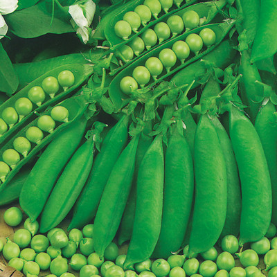 Quentova Pea Waverex (Petit Pois)-KGF-8C Seed(150 per packet)