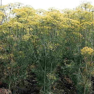 Qualtivate VXI-146 Herb Dill Mammoth Giant Seed(500 per packet)