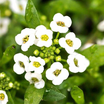 ACCELCROP Alyssum Yellow Flower Seed(20 per packet)