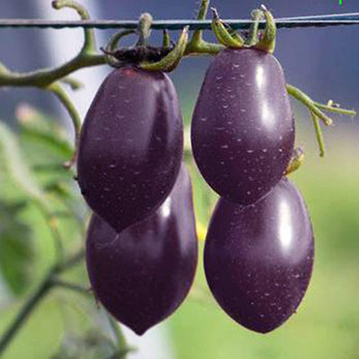 CYBEXIS Rare Purple Cherry Tomato Seeds1000 Seeds Seed(1000 per packet)