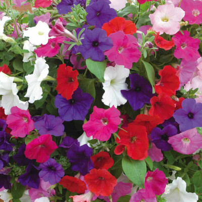 CRGO PETUNIA Seed(60 per packet)