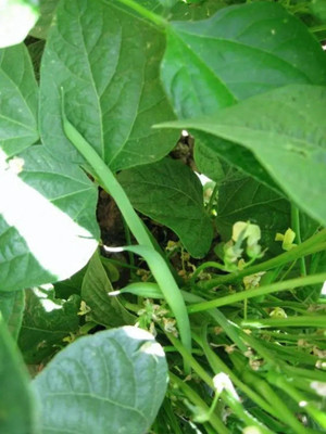 KS TRADERS French Beans Vegetable Plant Seed(1 per packet)