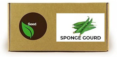 CYBEXIS Sponge Gourd-100 Seeds Seed(100 per packet)