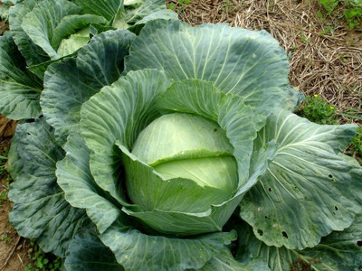 Quentova DUTCH LATE CABBAGE Brassica Seed(100 per packet)