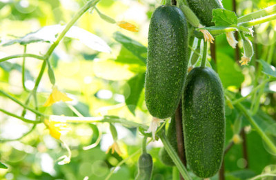 AFARTIOBINA 70 PCS CUCUMBER SEEDS Seed(70 per packet)