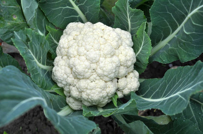 ABN Retail white cauliflower,gobhee seeds Seed(14 per packet)