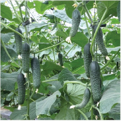 cucumber. Kgp cucumber seeds very good testy highest yield Verity Seed(10 g)