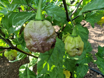 Biosnyg High Yield Purple Death Chilli Vegetable Seeds For Gardening-(2000 Seeds) Seed(2000 per packet)