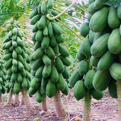 Aywal Papaya Hybrid Seed(175 per packet)