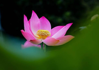 clause lotus,kamal gatta Seed(10 per packet)