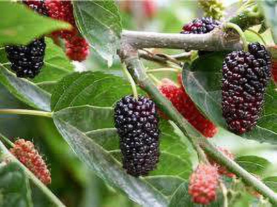 Oliver mulberry(shahatoot) Seed(58 per packet)