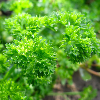KNESSiN ACT-39 Parsley Seed(200 per packet)