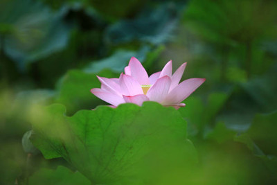 seedito lotus,kamal seeds Seed(11 per packet)