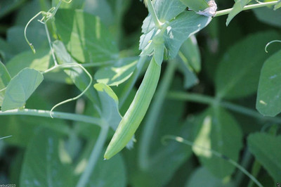 VibeX ® XXL-552 Organic Sugar Ann Snap Pea Seed(50 per packet)