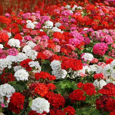 NooElec Seeds India All Seasons Geranium Mix Flower Seed(35 per packet)